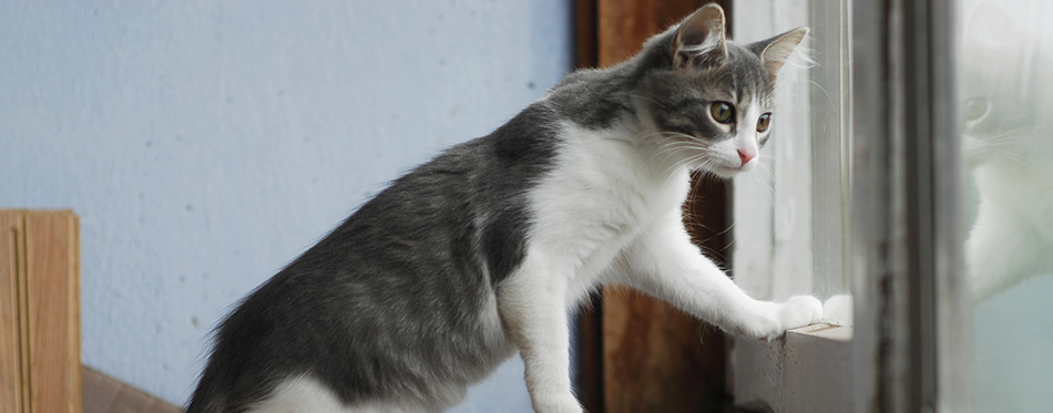 White and grey little kitty cat sitting on cardboard box and looking in balcony window - stock image