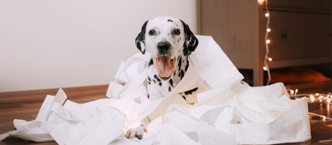 why do dogs eat kleenex