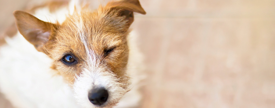 Winking dog with funny ears as listening