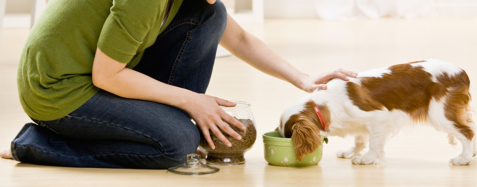 Woman Feeding Puppy