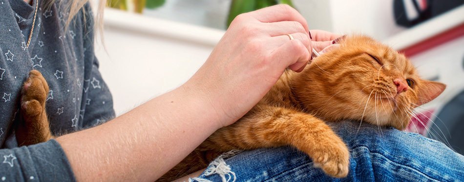 Woman cleaning cat ears