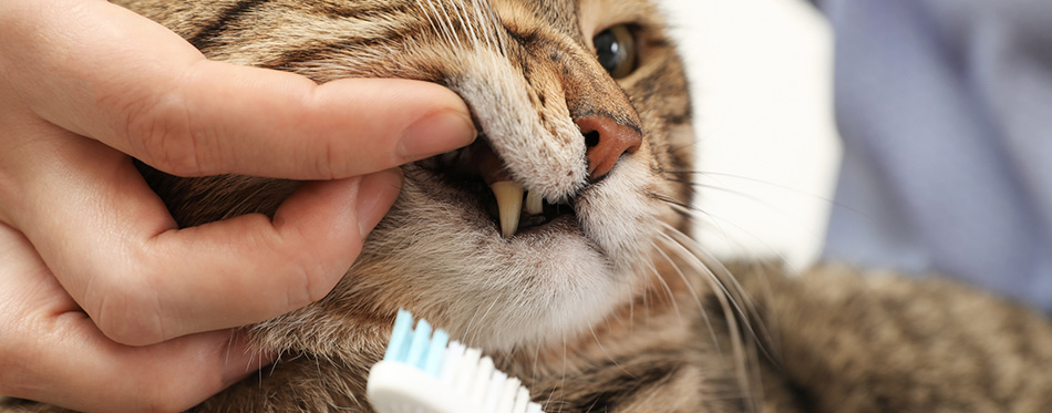 Woman cleaning cat's teeth with toothbrush, closeup