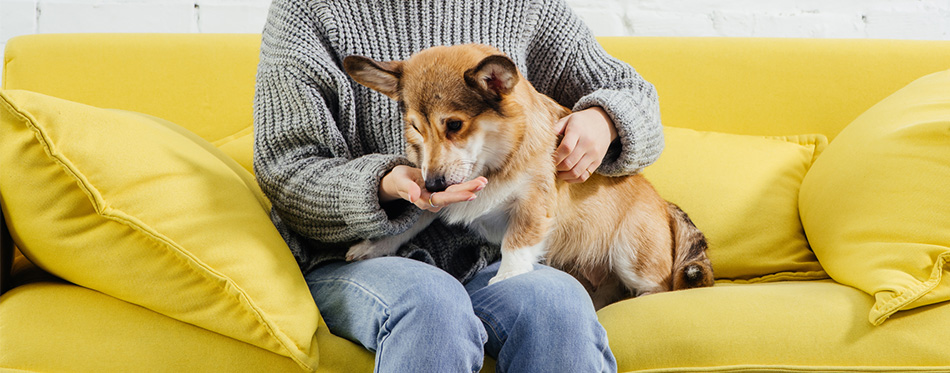 Woman giving food to a dog