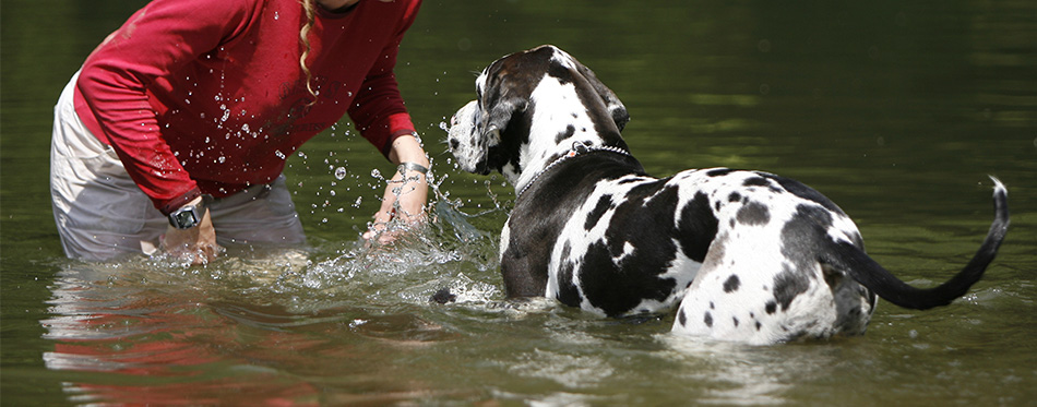 Woman with dog in water