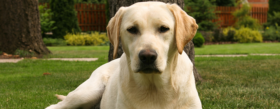 Yellow labrador retriever