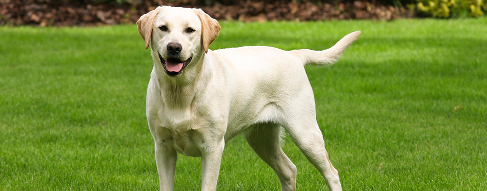 Yellow labrador retriever