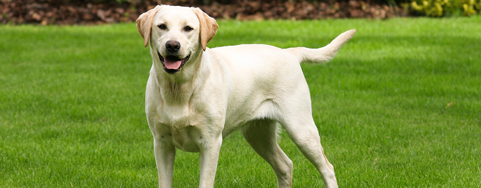 Yellow labrador retriever