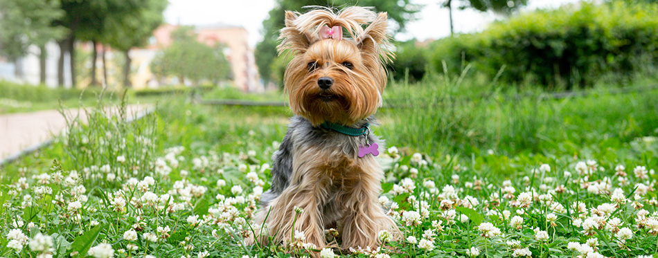 Yorkshire Terrier