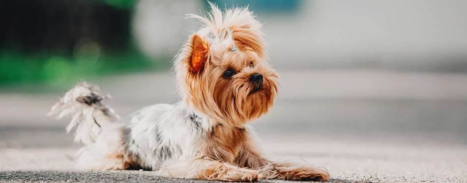 Yorkshire Terrier dog