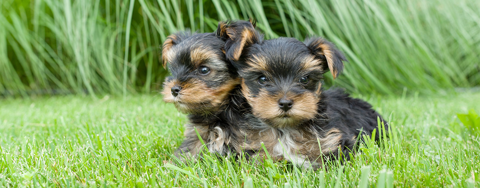 Yorkshire Terrier puppies