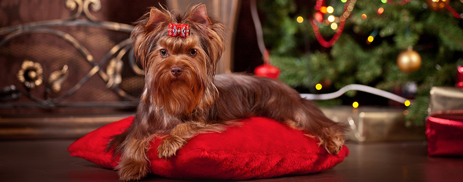 Yorkshire Terrier 