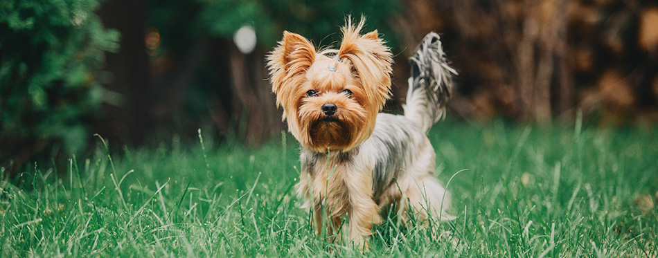 Yorkshire terrier