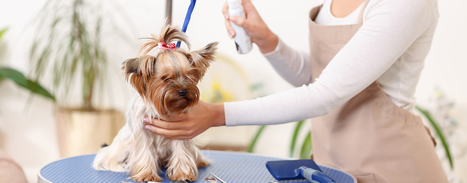 Yorkshire terrier is being groomed