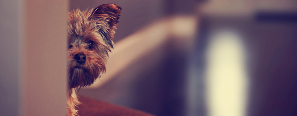 Yorkshire terrier peeking from wall