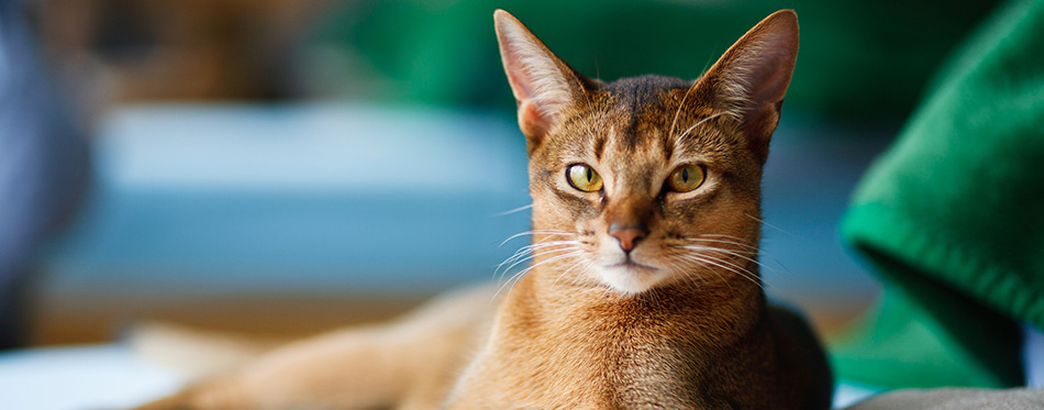 Young Abyssinian cat in action 