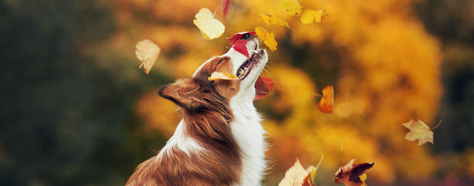 Young border collie dog playing with leaves in autumn 