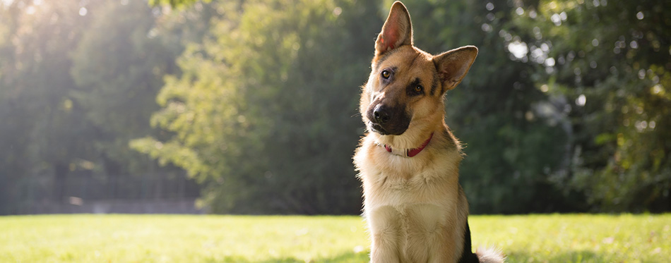 Young purebreed alsatian dog in park