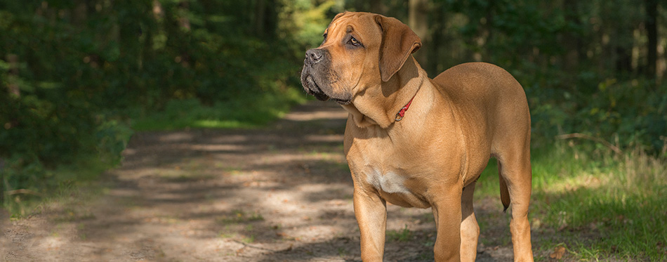 Young south african mastiff dog standing in a forest