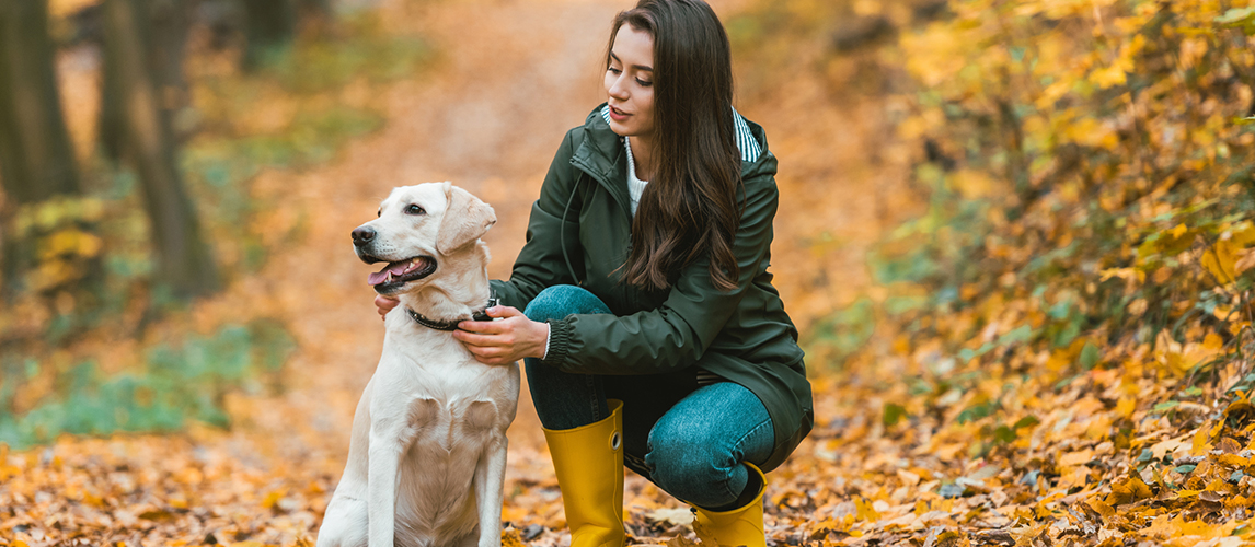 Young woman adjusting dog collar on golden retriever