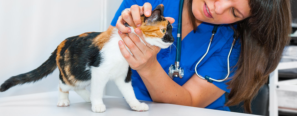 Young woman vet inspects cat