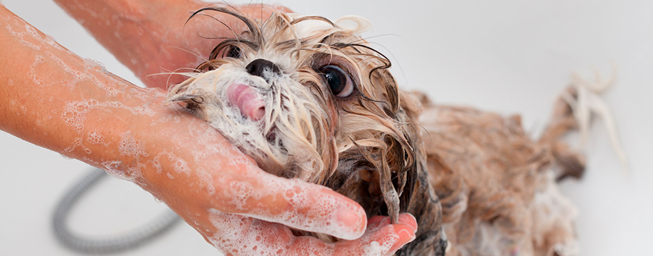 bathing Shih Tzu dog