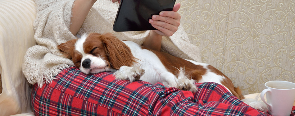 cavalier dog sleeping on the lady