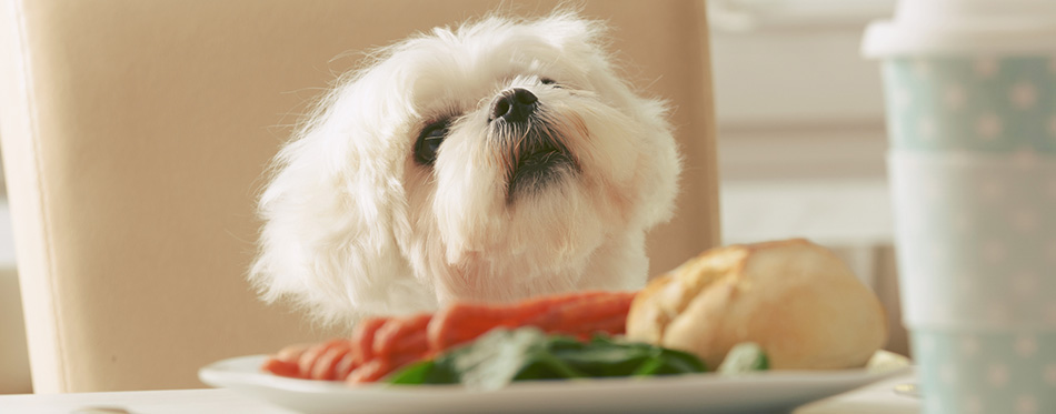 dog asking for food