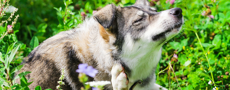 dog itches sitting on the green grass