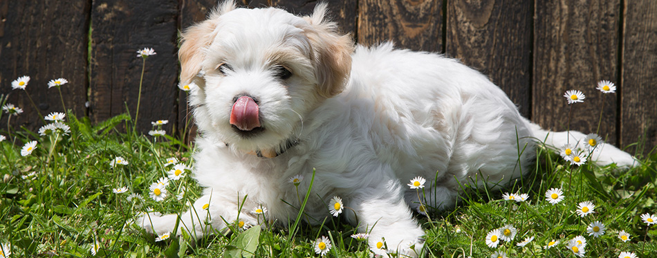 dog lying relaxed in the green grass