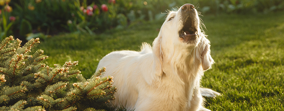 dog smelling flowers