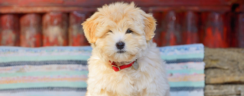 havanese puppy dog