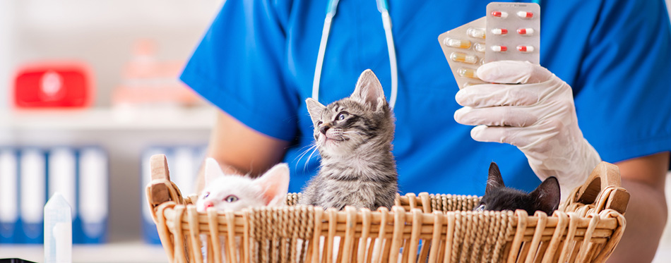 kittens in animal hospital