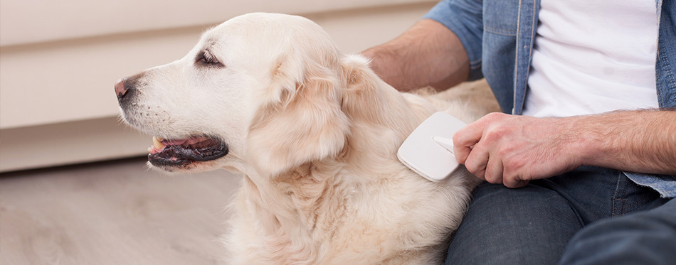 man is combing his dog