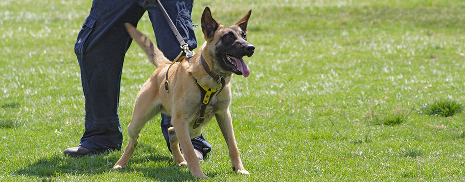 man training dog