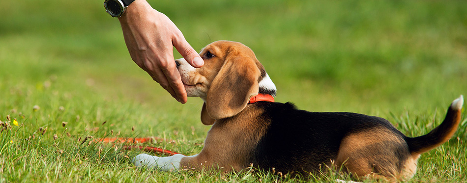 trainer giving treat to a dog