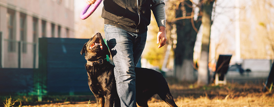 training service dog outdoor with toy ring