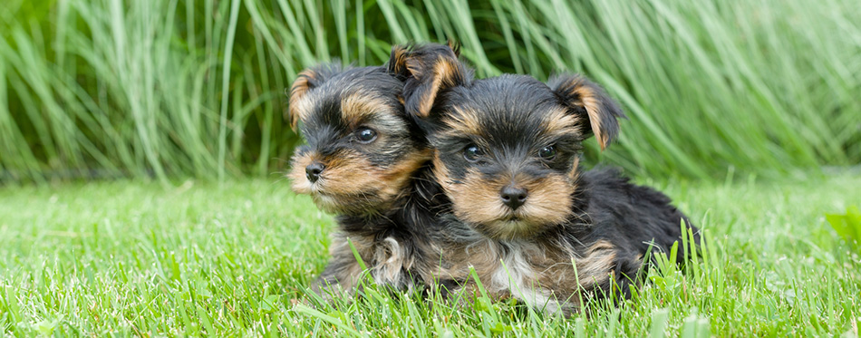 yorkshire terrier puppies