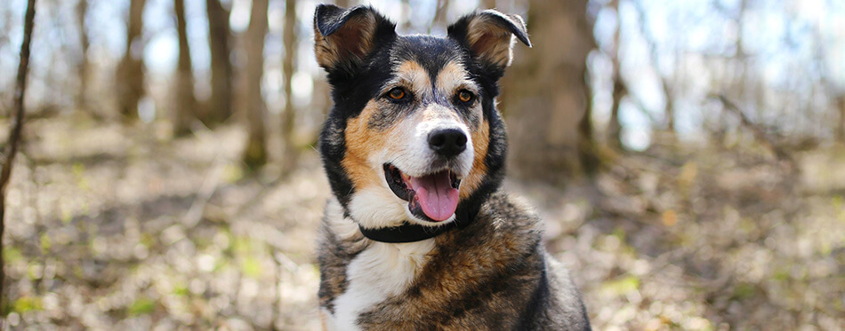 A beautiful old, German Shepherd - Border Collie Mix breed dog is sitting outside in the deciduous forest, listening with his ears perked up.