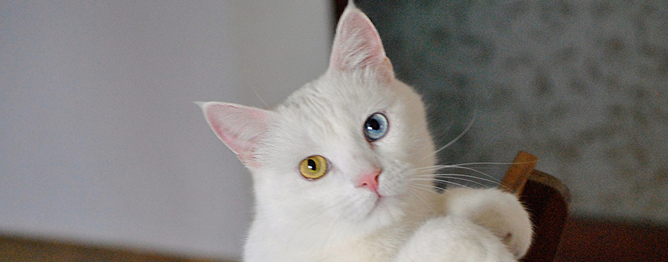 A closeup shot of a Turkish Van car indoors laying on a wooden chair 