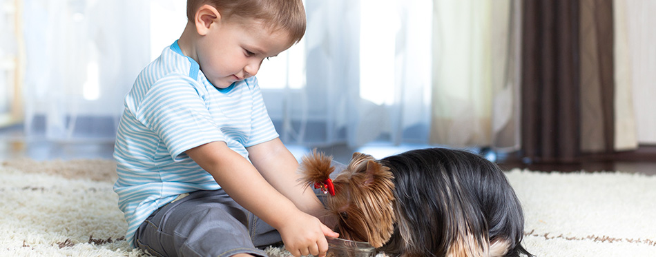 Adorable child feeding yorkshire terrier dog at home