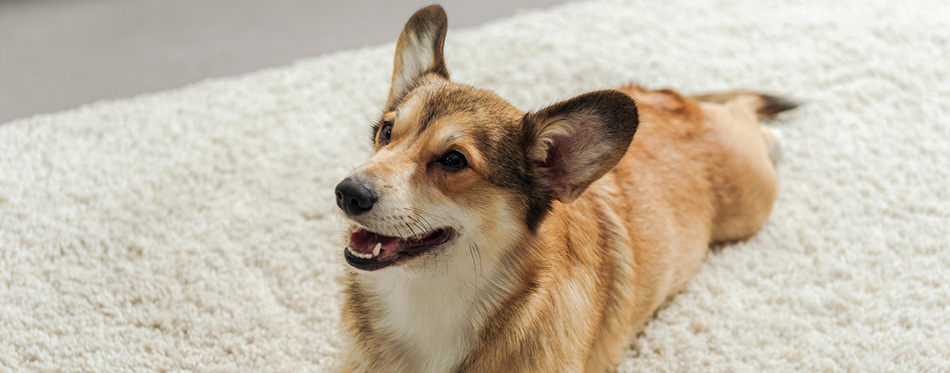 Adorable corgi puppy lying on carpet and looking up