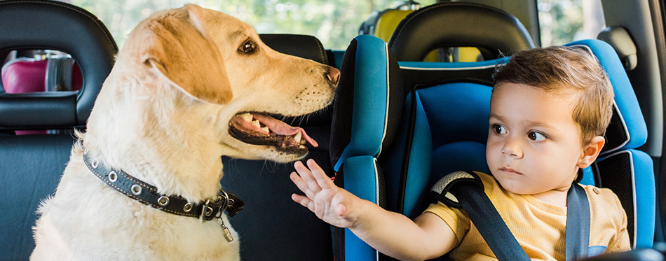 Adorable toddler boy in safety seat touching labrador dog on backseat