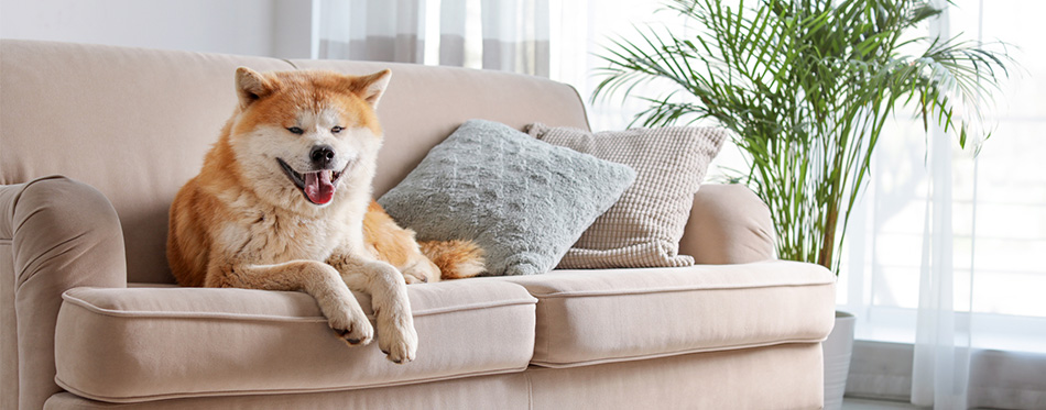 Akita Inu dog on sofa 