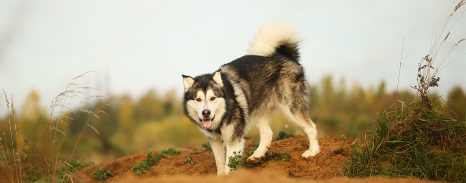 Alaskan Malamute on the field