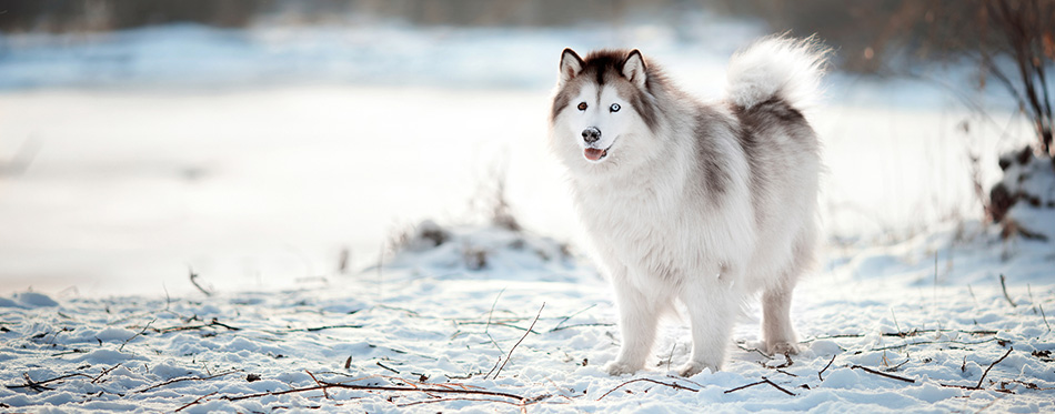 Alaskan Malamute on the snow