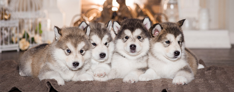 Alaskan Malamute puppies