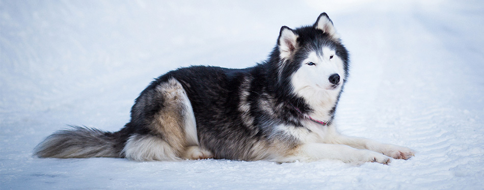 Alaskan Malamute 