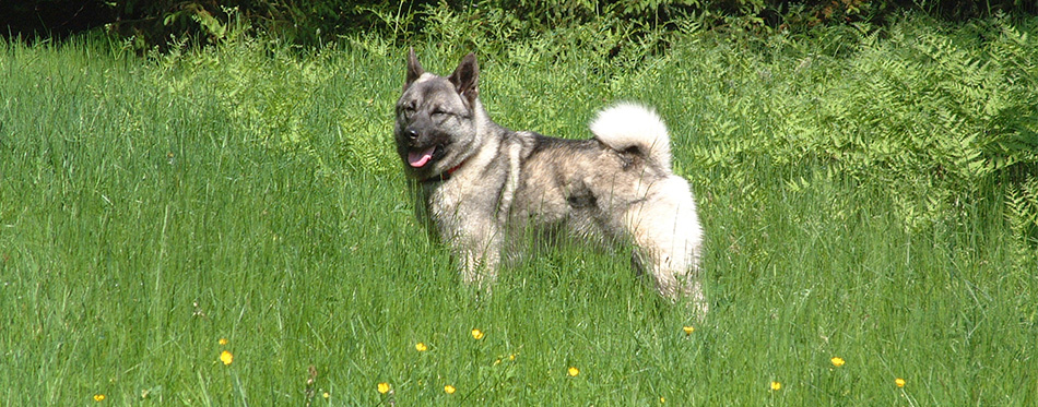 American Alsatian dog