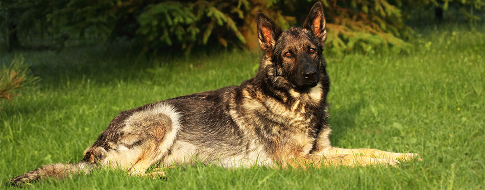 American Alsatian lying on the grass