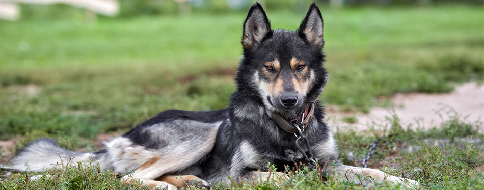 American Alsatian